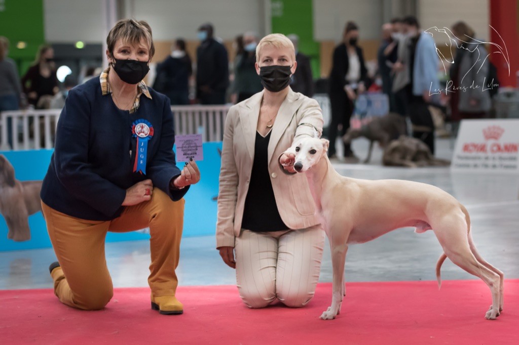 Des Rêves De Lilou - Le fils d'OZALEE Meilleur Jeune Paris Dog Show 2022