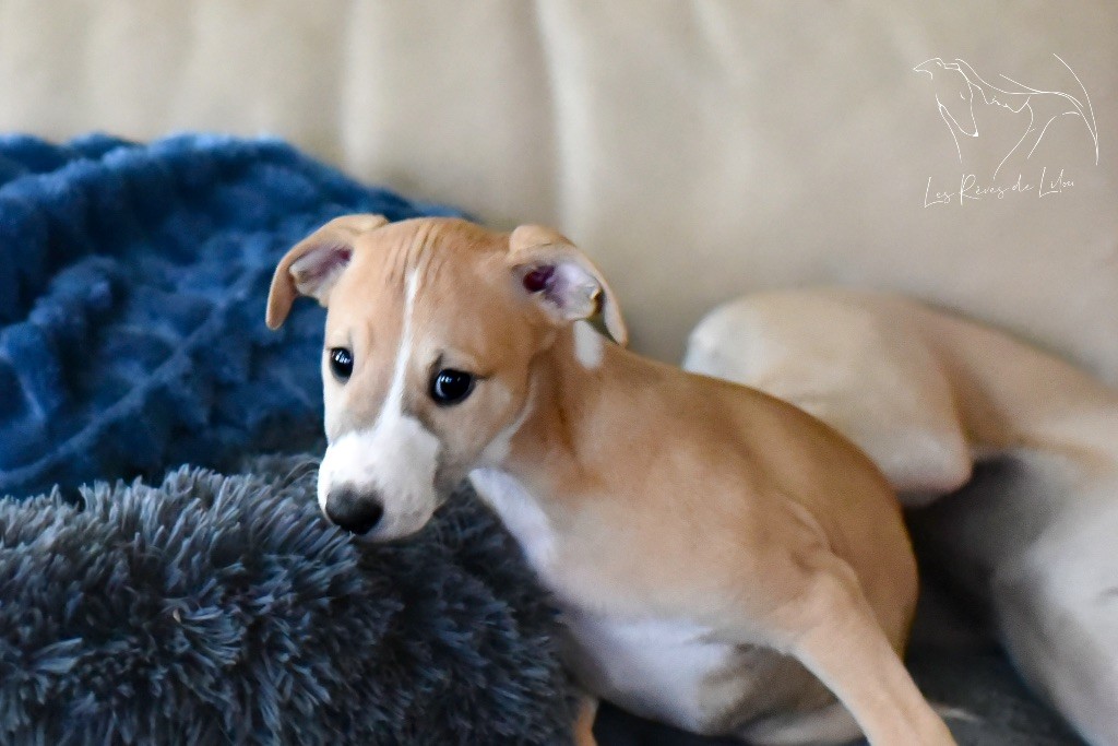 Des Rêves De Lilou - Chiot disponible  - Whippet