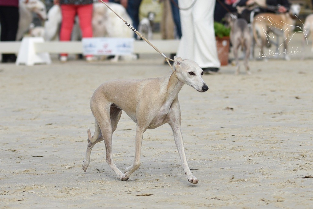 Tosca Des Rêves De Lilou