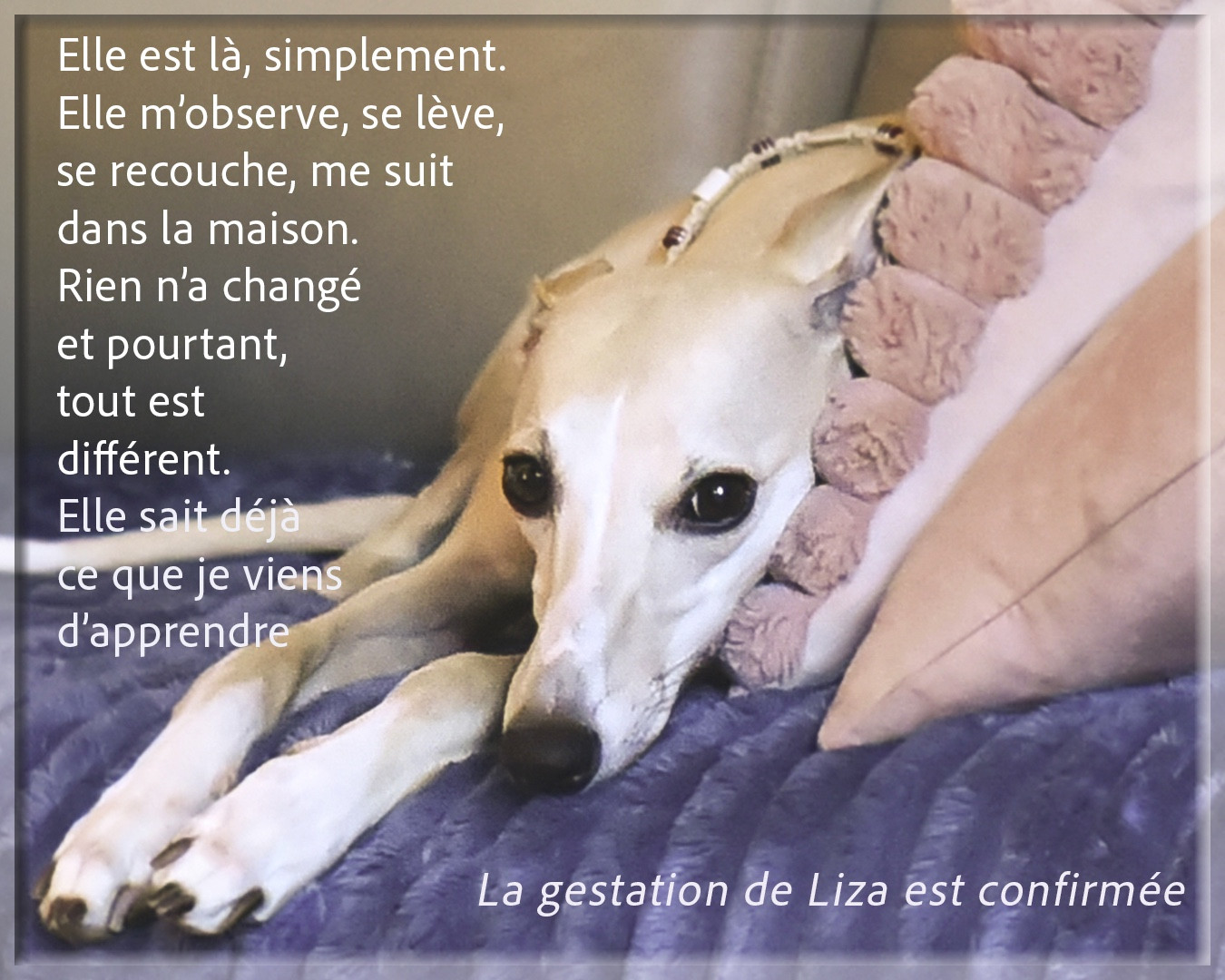 La gestation de Liza est confirmée