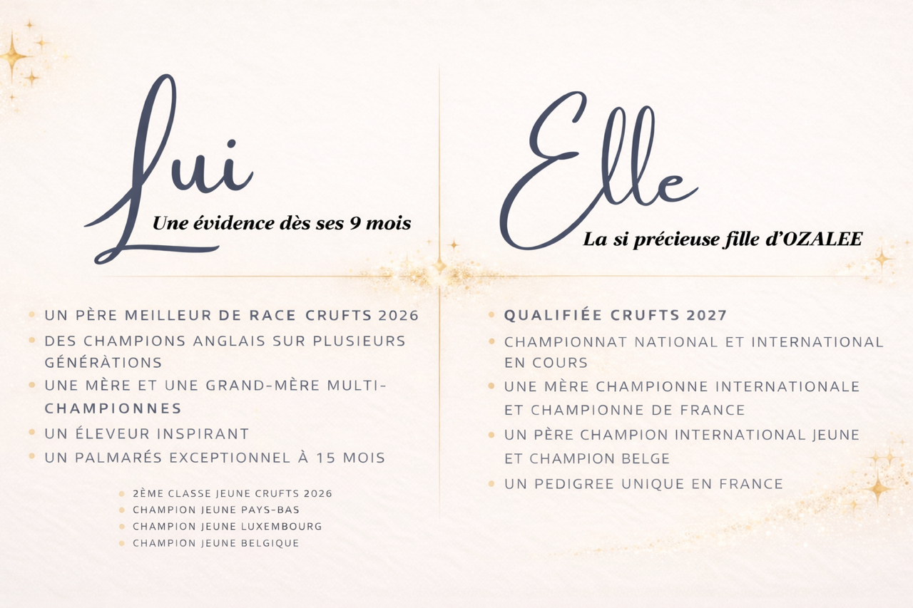 Des chiots d'un superbe mariage attendus fin mai 2026