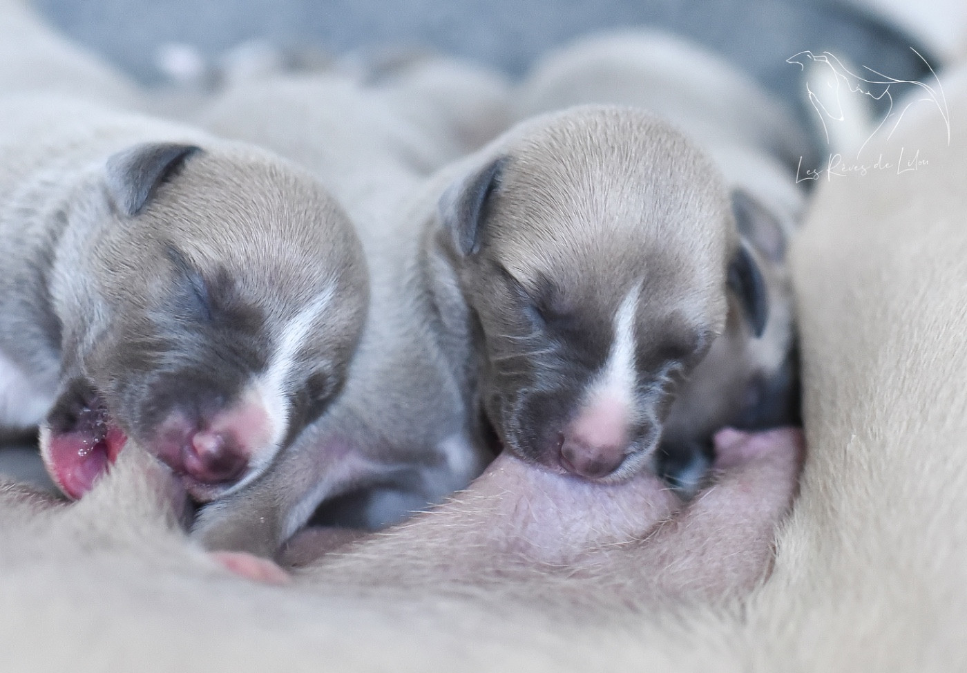 Des Rêves De Lilou - Les chiots de Melody et Oscar sont nés !