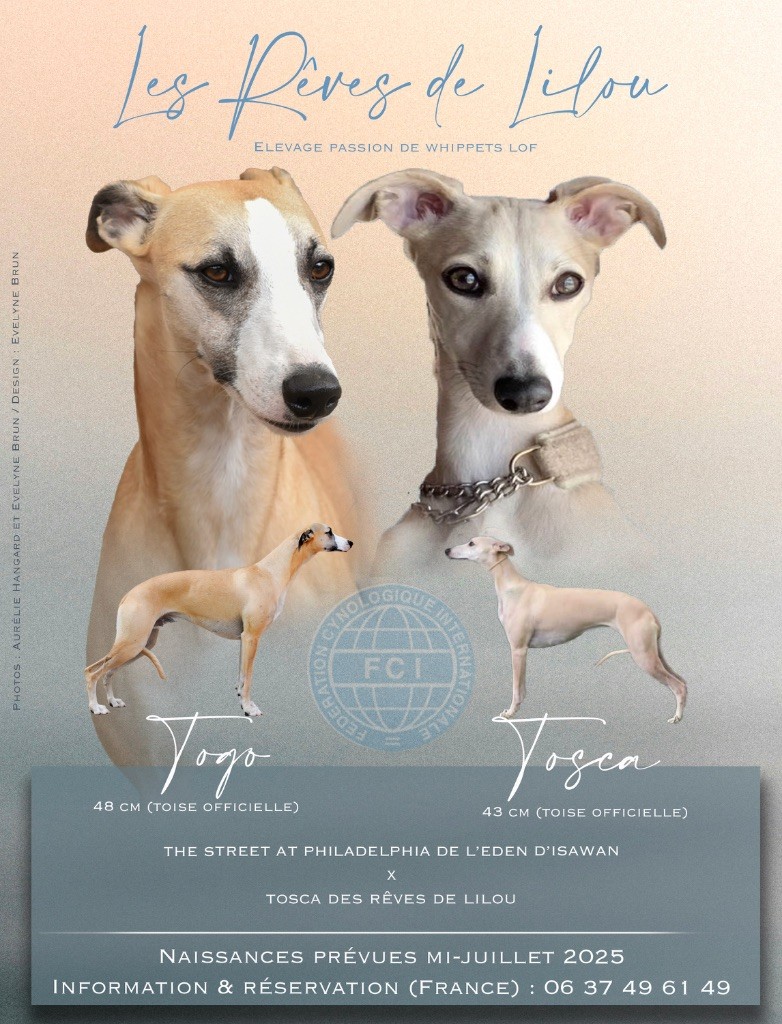 BIENTOT des bébés whippets