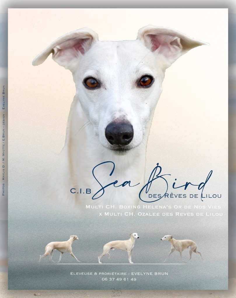 SEA-BIRD des Rêves de Lilou, disponible pour saillie