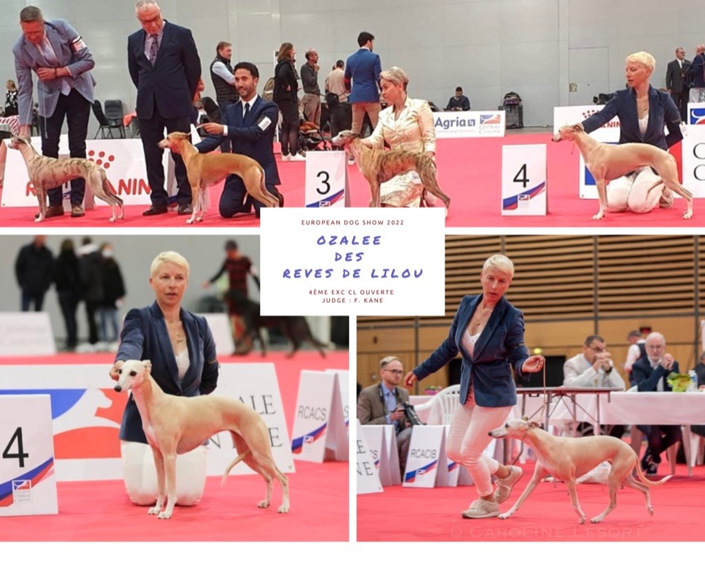 Des Rêves De Lilou - CHAMPIONNATS D'EUROPE 2022