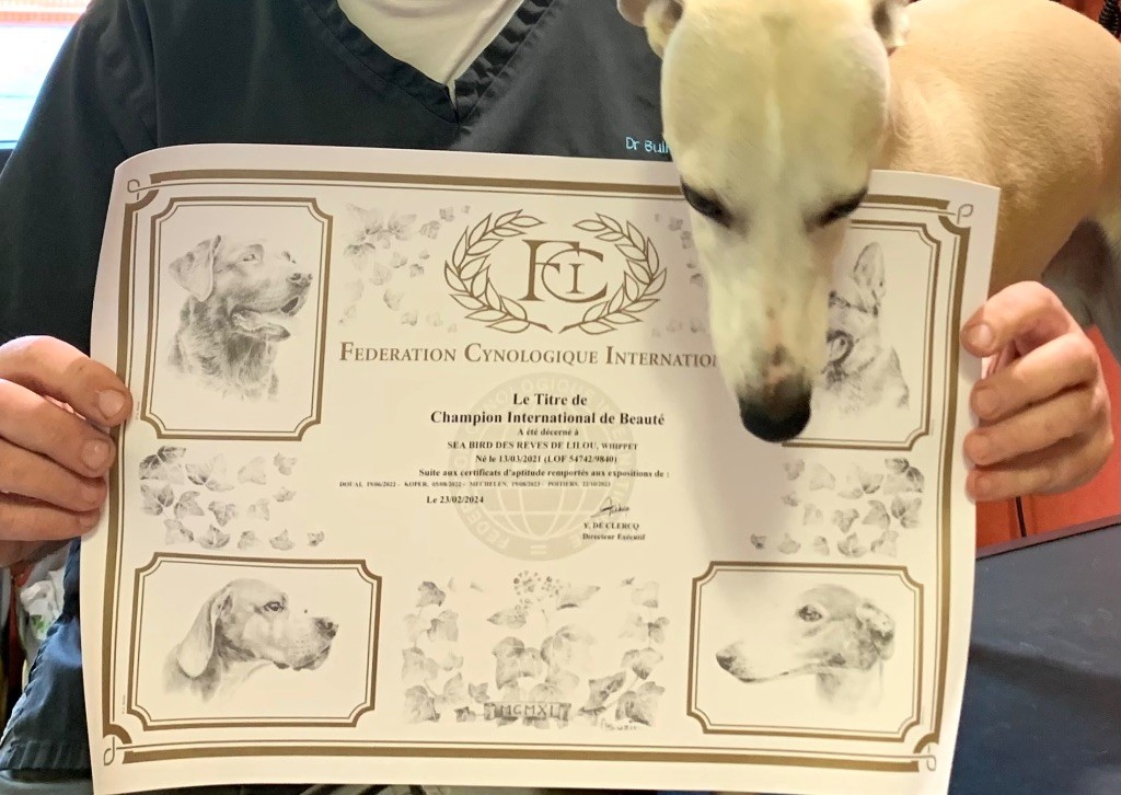 SEA-BIRD des Rêves de Lilou est CHAMPION INTERNATIONAL de BEAUTE