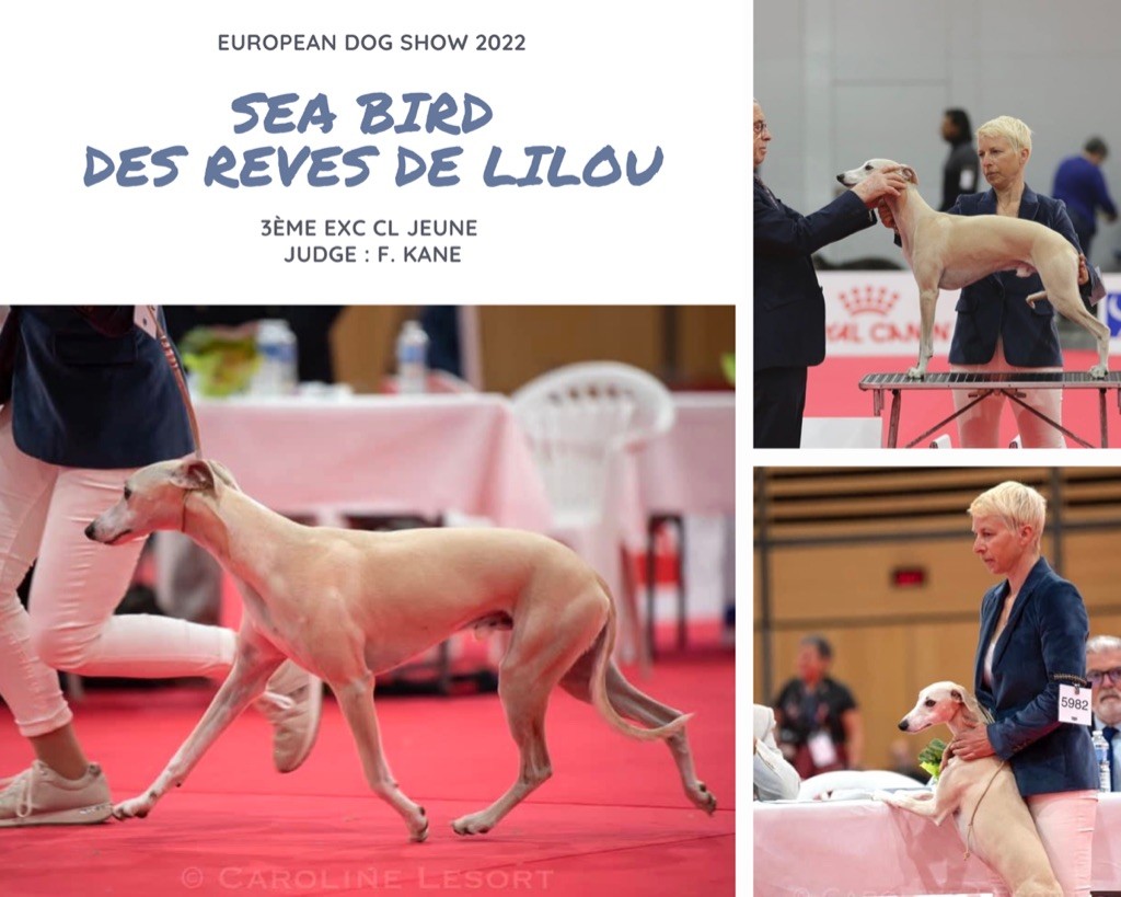 Des Rêves De Lilou - CHAMPIONNATS D'EUROPE 2022