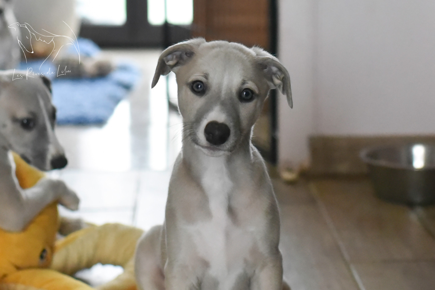 Les chiots des Rêves de Lilou