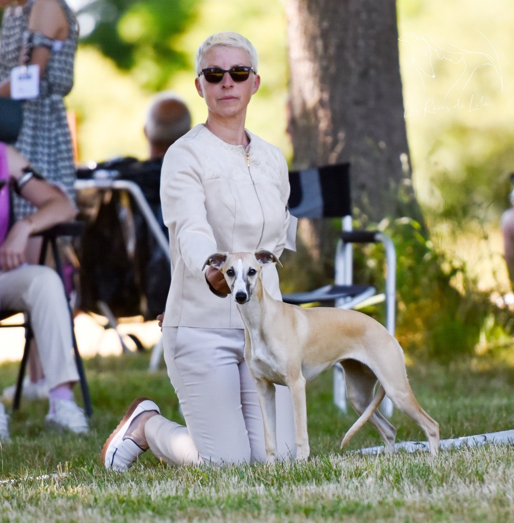 Des Rêves De Lilou - Chiots disponibles - Whippet