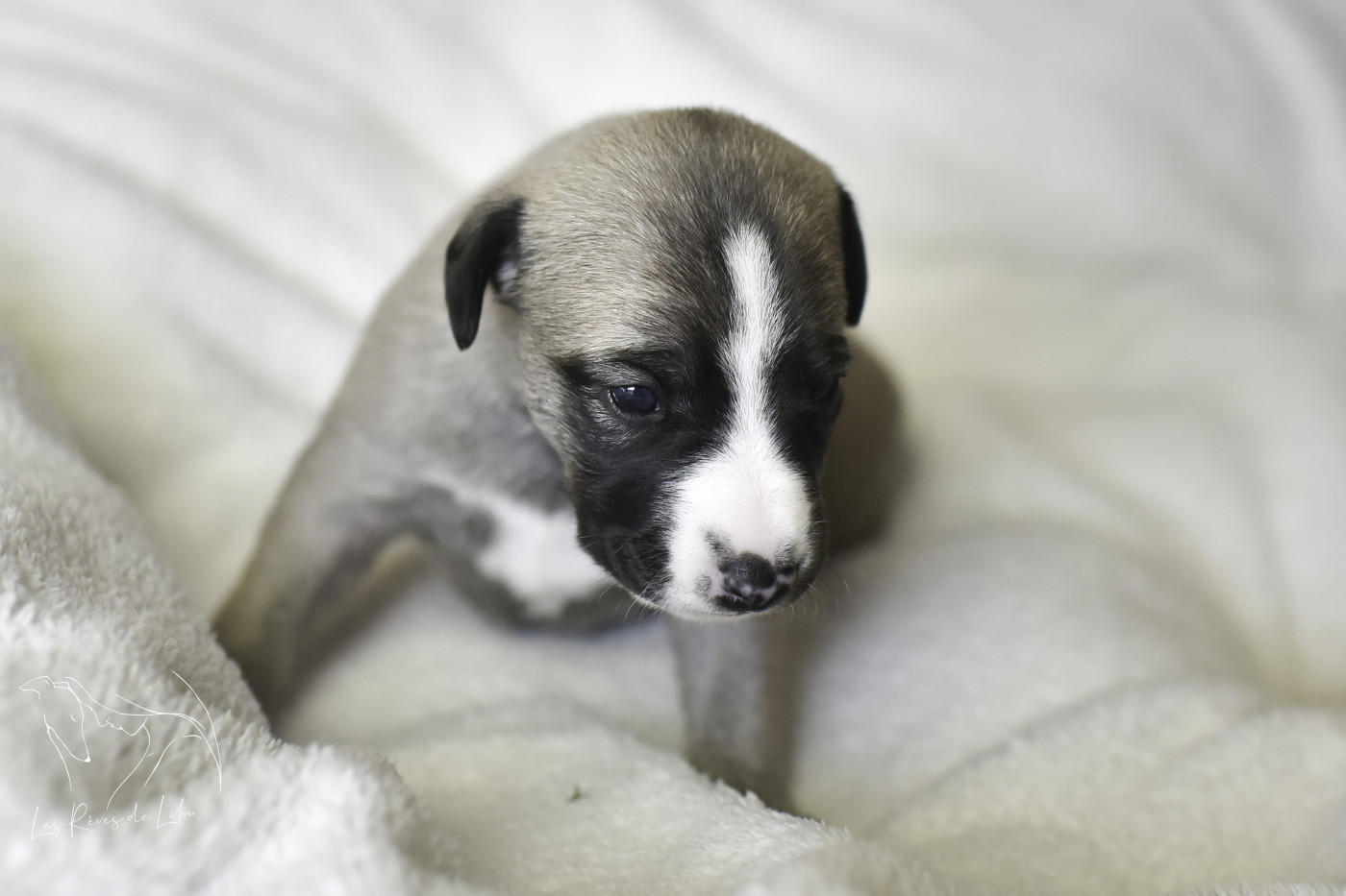 Des Rêves De Lilou - Whippet - Portée née le 23/02/2026