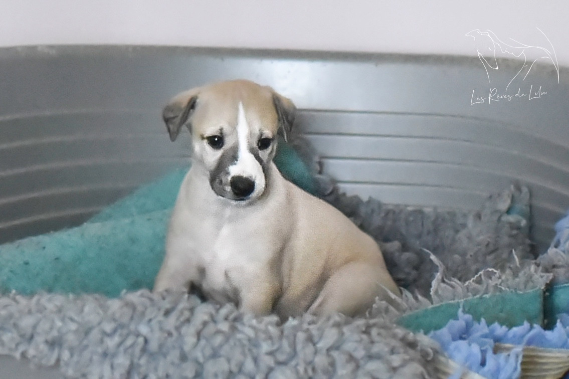 Des Rêves De Lilou - Chiots disponibles - Whippet