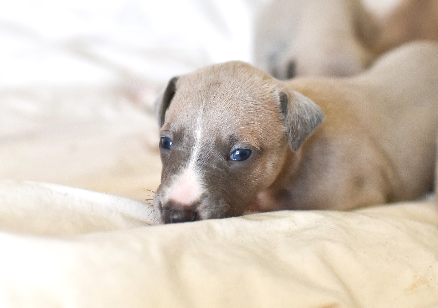 Des Rêves De Lilou - Chiots disponibles - Whippet