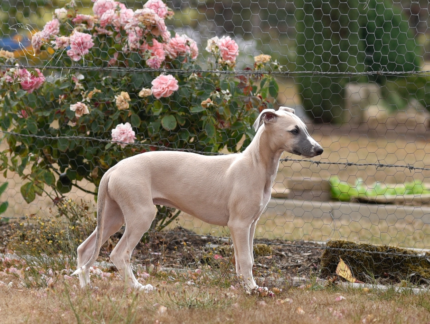 Des Rêves De Lilou - Chiots disponibles - Whippet