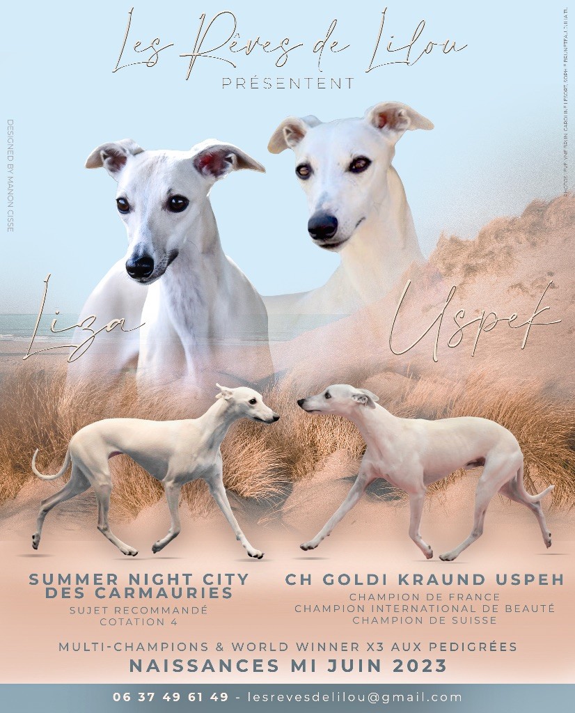 Chiot Whippet Des Rêves De Lilou