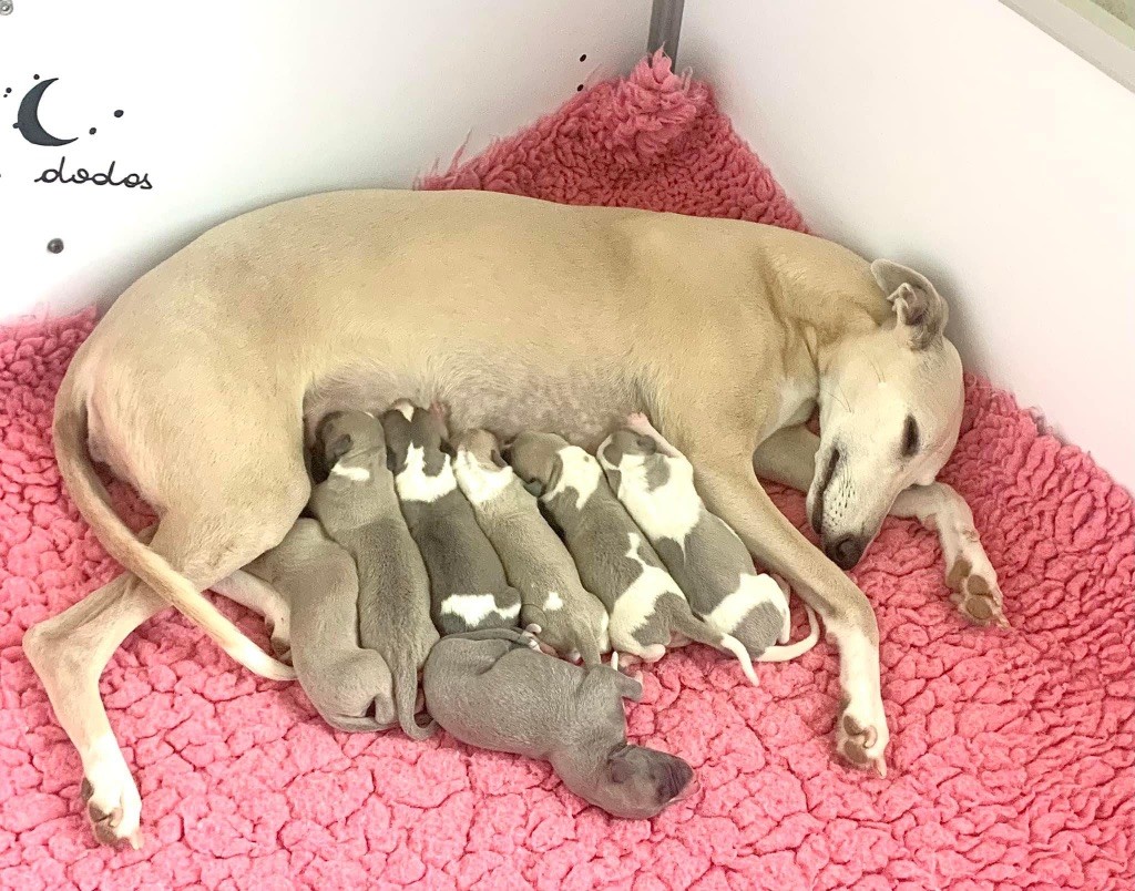 Chiot Whippet Des Rêves De Lilou