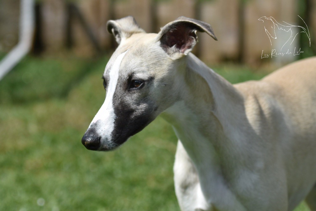 Des Rêves De Lilou - Chiots disponibles - Whippet