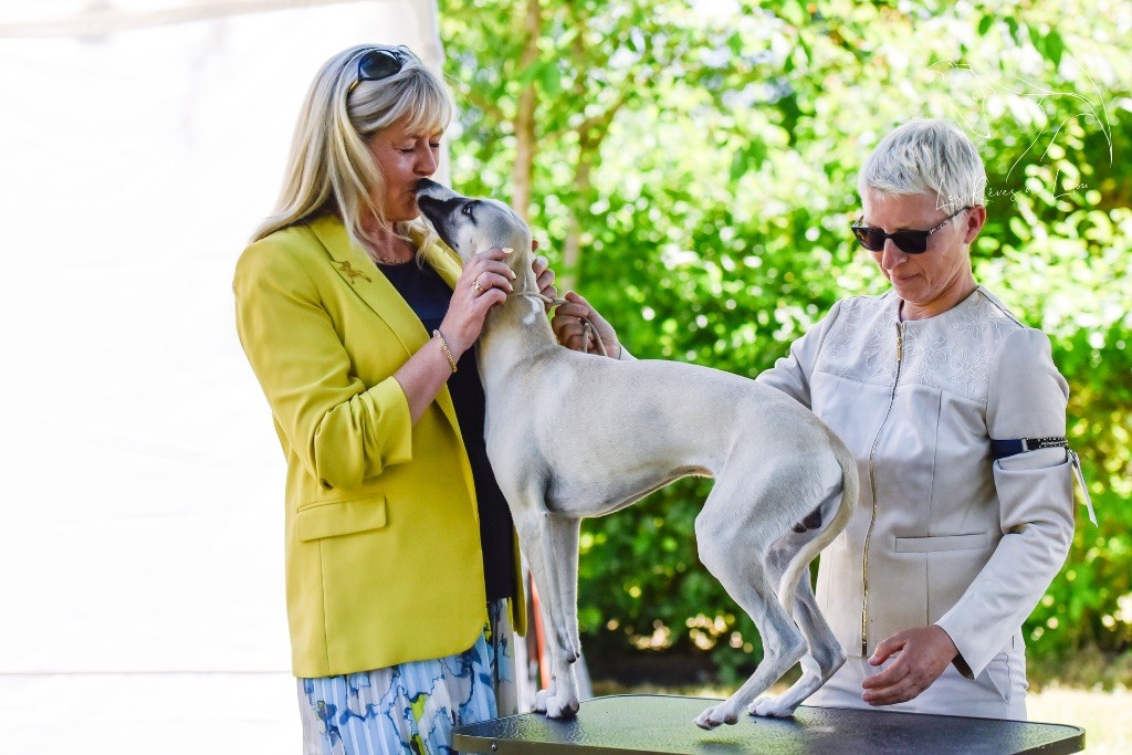 Des Rêves De Lilou - Chiots disponibles - Whippet