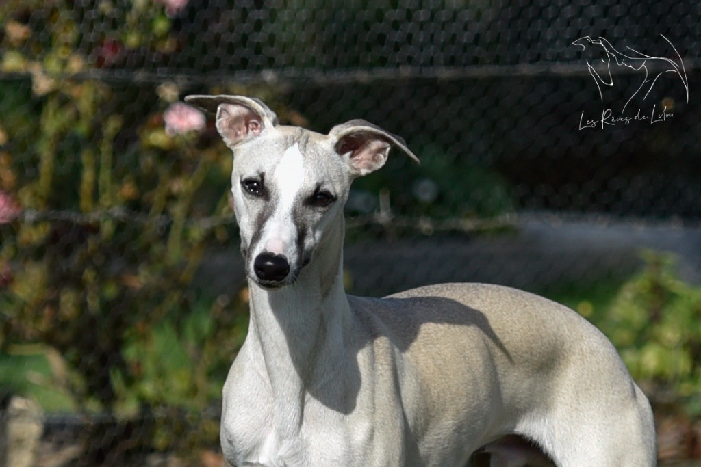 Des Rêves De Lilou - Chiots disponibles - Whippet