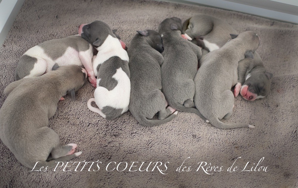 Chiot Whippet Des Rêves De Lilou