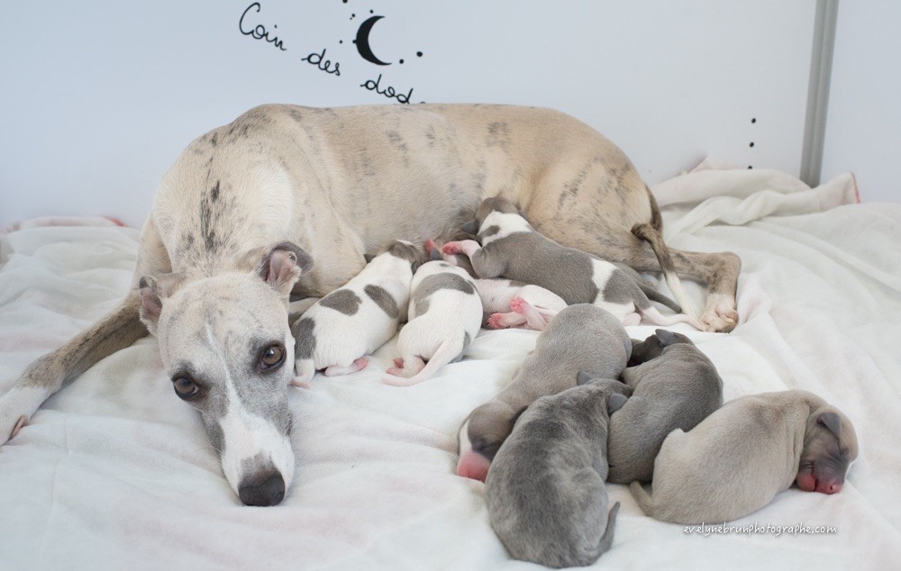 Chiot Whippet Des Rêves De Lilou